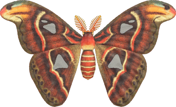 this is an atlas moth